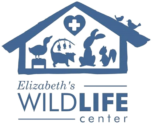 Win BIG with the Wildlife